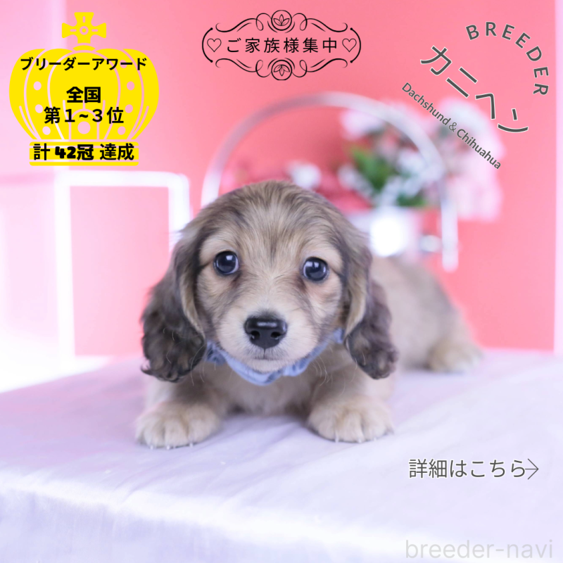 販売中の愛知県のカニンヘンダックスフンド(ロングヘアード)-446079