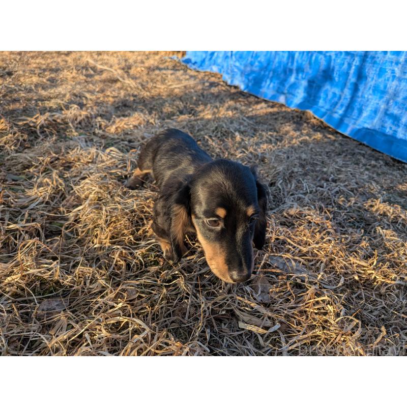 販売中の長野県のミニチュアダックスフンド(ロングヘアード)-440939の2枚目