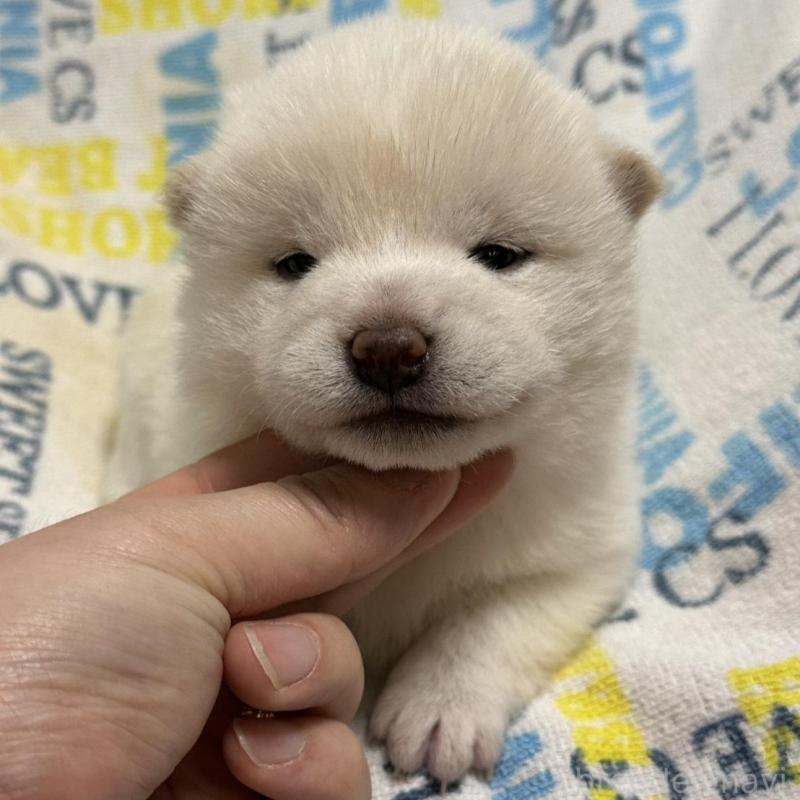 販売中の岡山県の豆柴-448278の8枚目