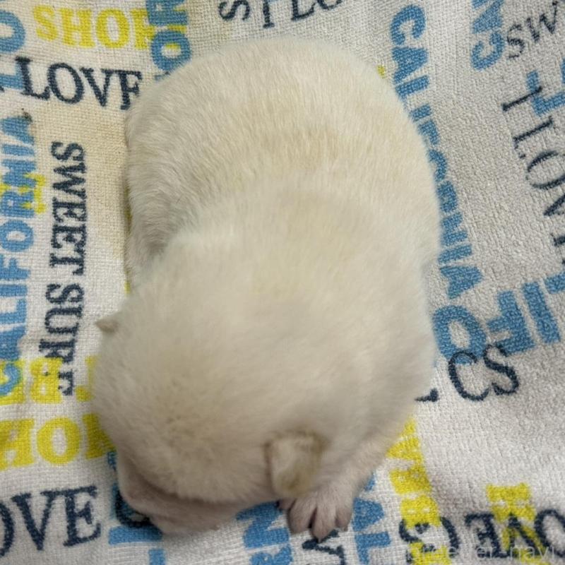 販売中の岡山県の豆柴-448278の7枚目