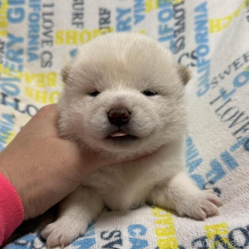 販売中の岡山県の豆柴-448278の4枚目