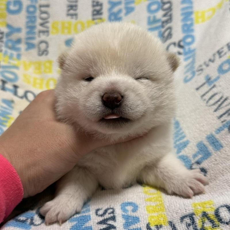 販売中の岡山県の豆柴-448278の3枚目