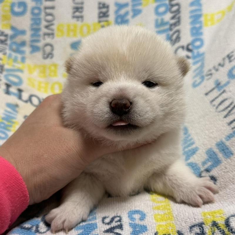 販売中の岡山県の豆柴-448278の2枚目