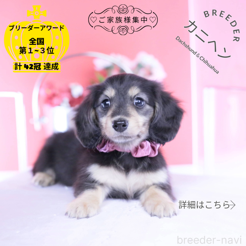 販売中の愛知県のカニンヘンダックスフンド(ロングヘアード)-446085