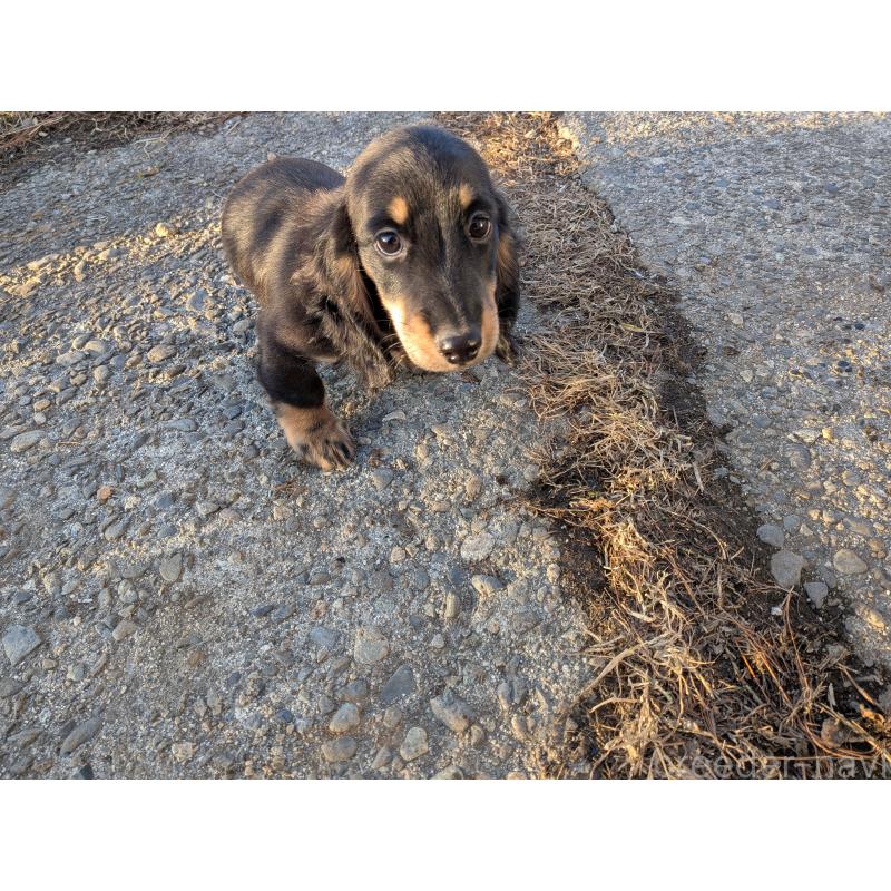 販売中の長野県のミニチュアダックスフンド(ロングヘアード)-440942の2枚目