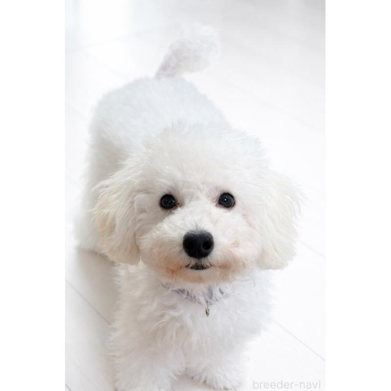 販売中の神奈川県のトイプードル-441746