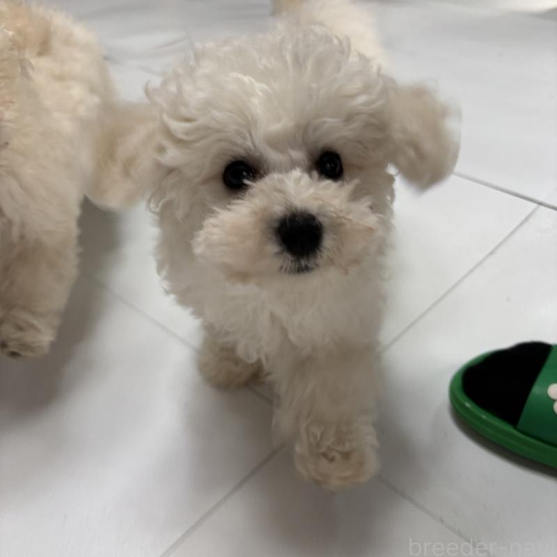 販売中の三重県のビションフリーゼ-440202の9枚目