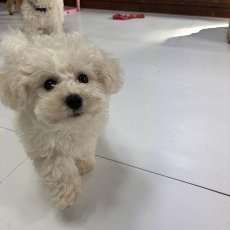 販売中の三重県のビションフリーゼ-440202の8枚目