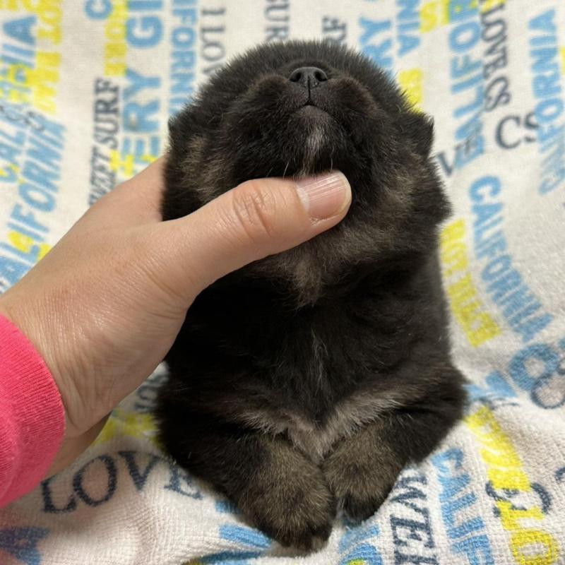 販売中の岡山県の豆柴-448279の8枚目