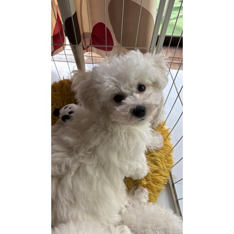 販売中の三重県のビションフリーゼ-440202の7枚目