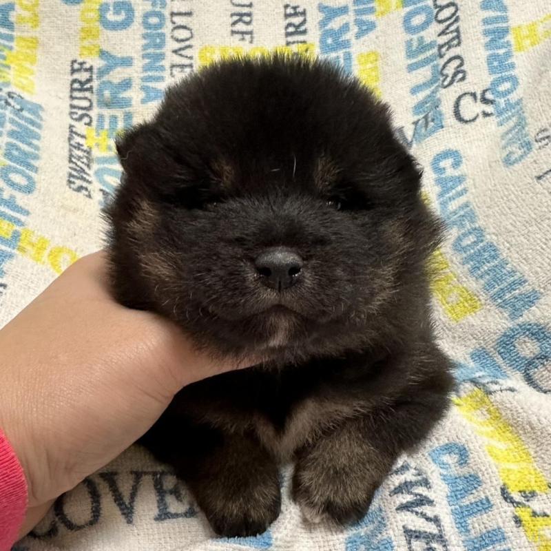 販売中の岡山県の豆柴-448279の7枚目