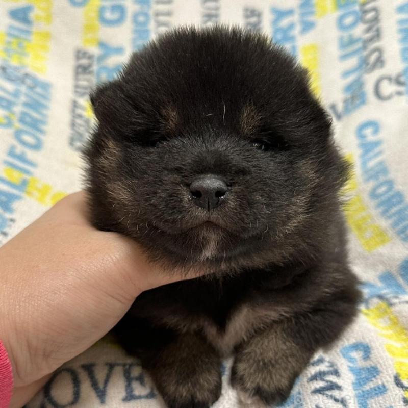 販売中の岡山県の豆柴-448279の6枚目