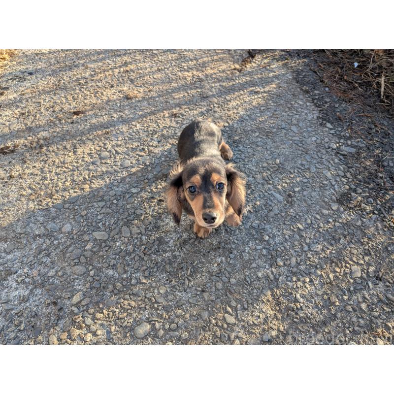 販売中の長野県のミニチュアダックスフンド(ロングヘアード)-429115の2枚目