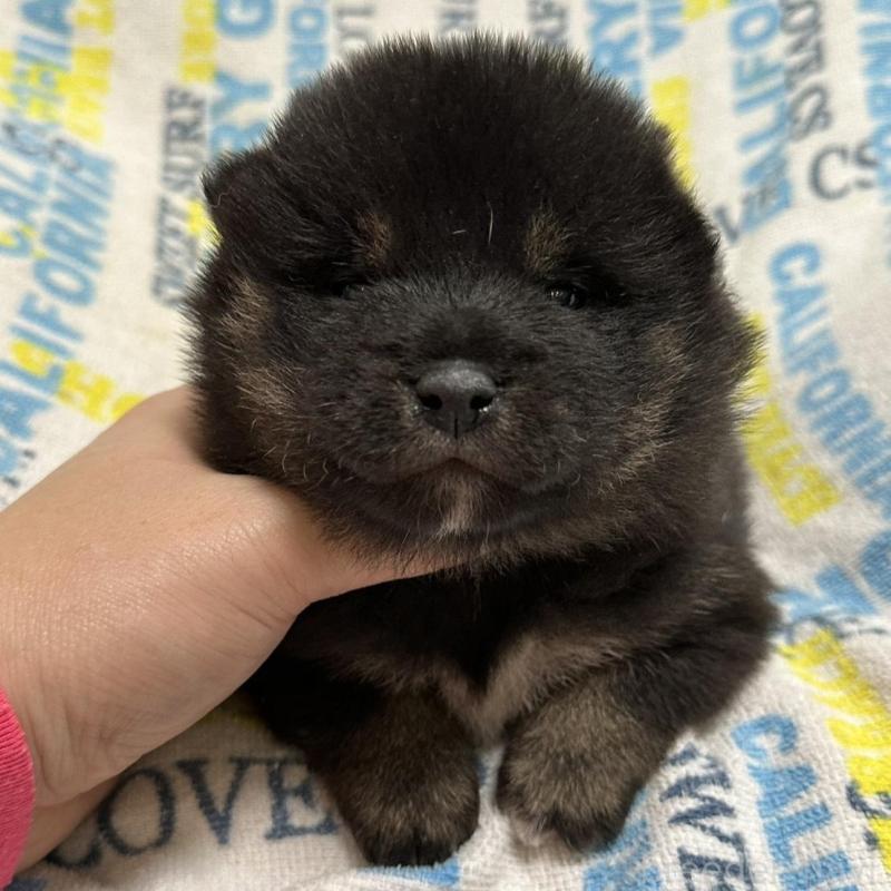 販売中の岡山県の豆柴-448279の5枚目