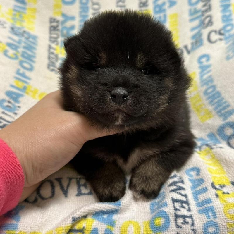 販売中の岡山県の豆柴-448279の4枚目