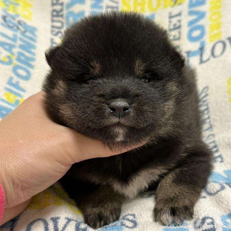 販売中の岡山県の豆柴-448279の2枚目