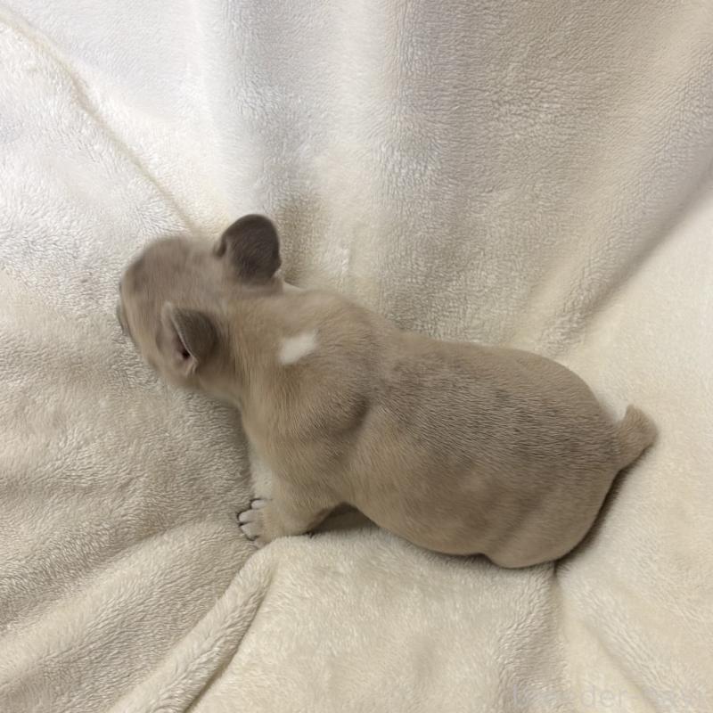 販売中の山口県のフレンチブルドッグ-448280の4枚目