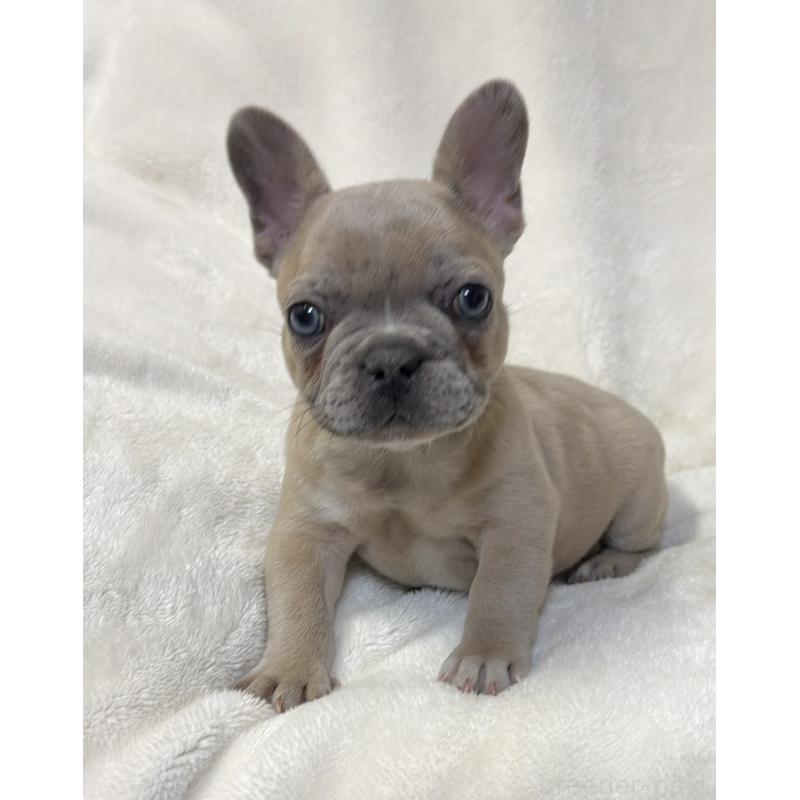 販売中の山口県のフレンチブルドッグ-448280の3枚目
