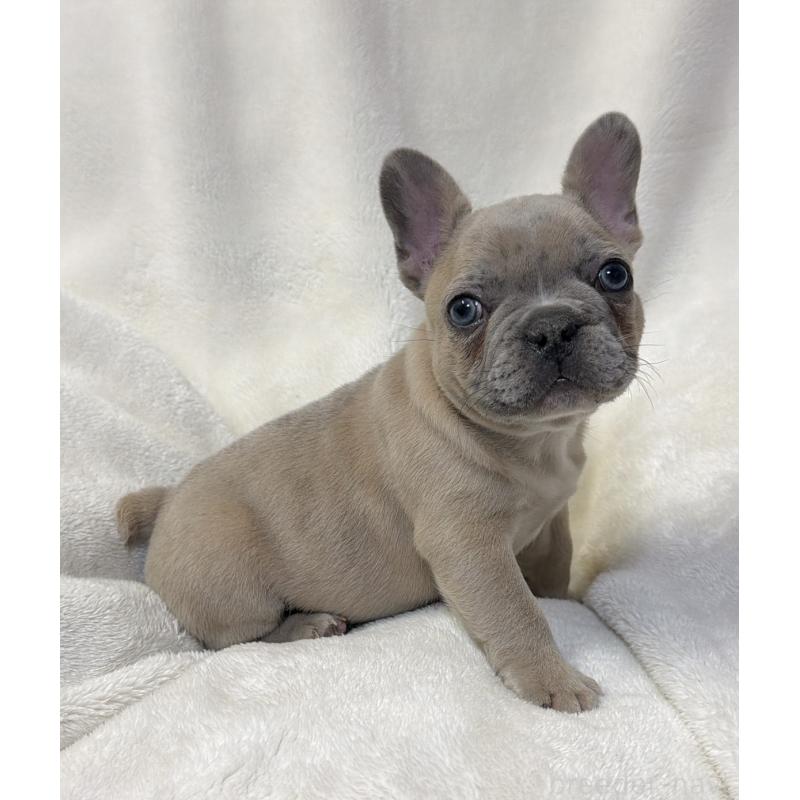販売中の山口県のフレンチブルドッグ-448280の2枚目
