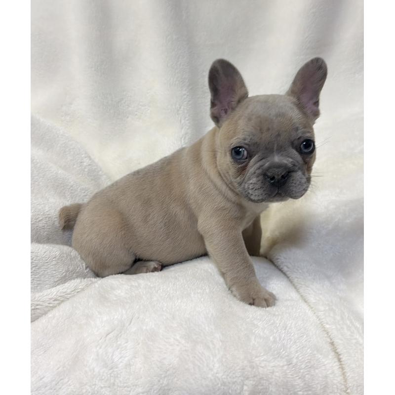 販売中の山口県のフレンチブルドッグ-448280の1枚目