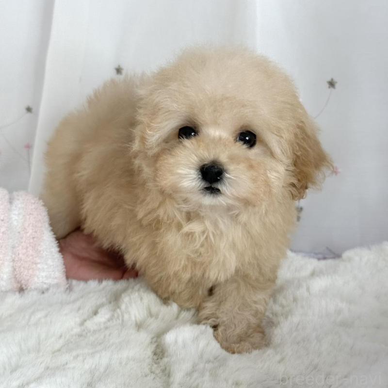 販売中の大阪府のタイニープードル-448281の1枚目