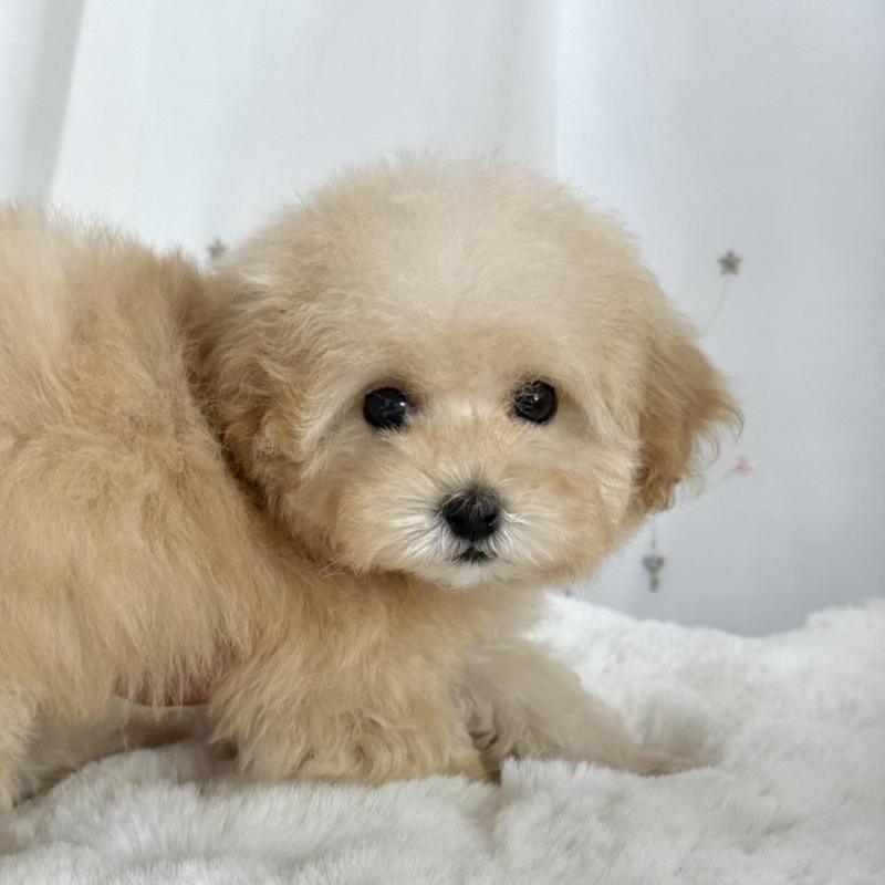 販売中の大阪府のタイニープードル-448281の10枚目