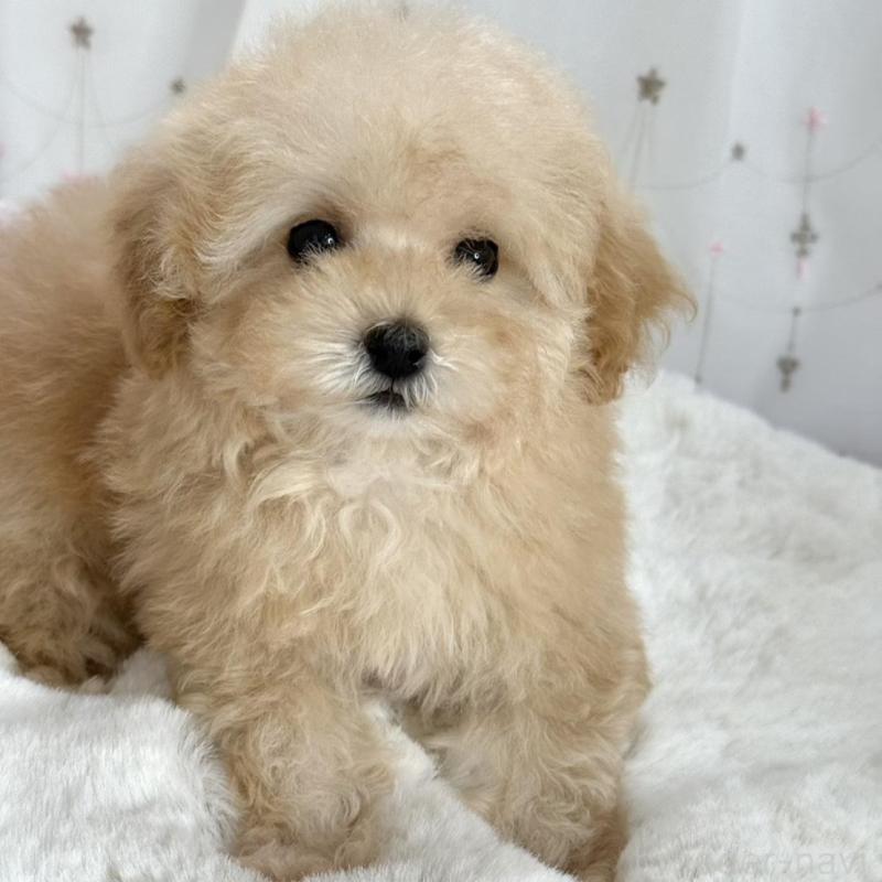 販売中の大阪府のタイニープードル-448281の9枚目