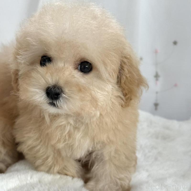 販売中の大阪府のタイニープードル-448281の8枚目