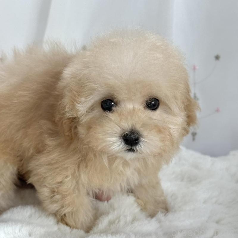 販売中の大阪府のタイニープードル-448281の7枚目