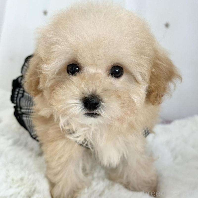 販売中の大阪府のタイニープードル-448281の5枚目