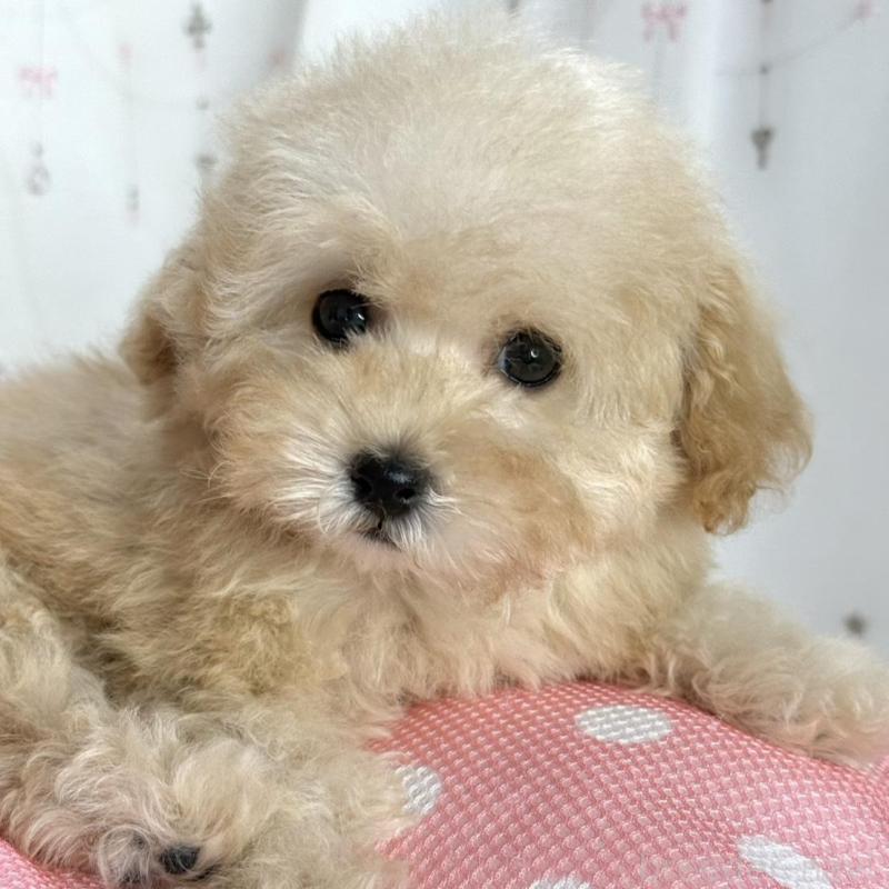 販売中の大阪府のタイニープードル-448281の3枚目