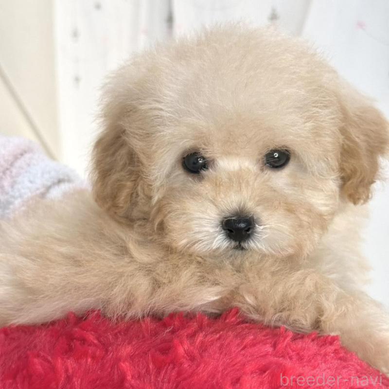 販売中の大阪府のタイニープードル-448281の2枚目