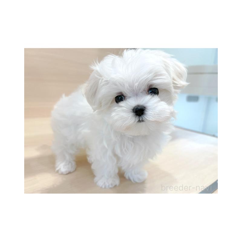 販売中の東京都のマルチーズ-448283の1枚目