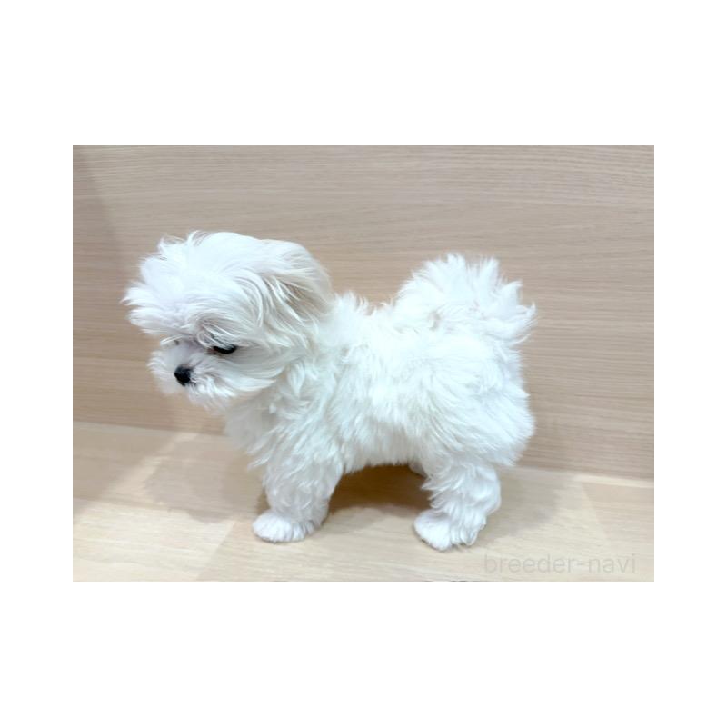 販売中の東京都のマルチーズ-448283の5枚目