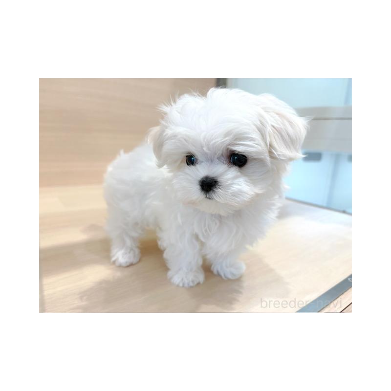 販売中の東京都のマルチーズ-448283の4枚目