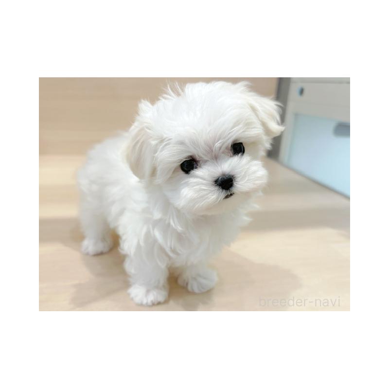 販売中の東京都のマルチーズ-448283の3枚目