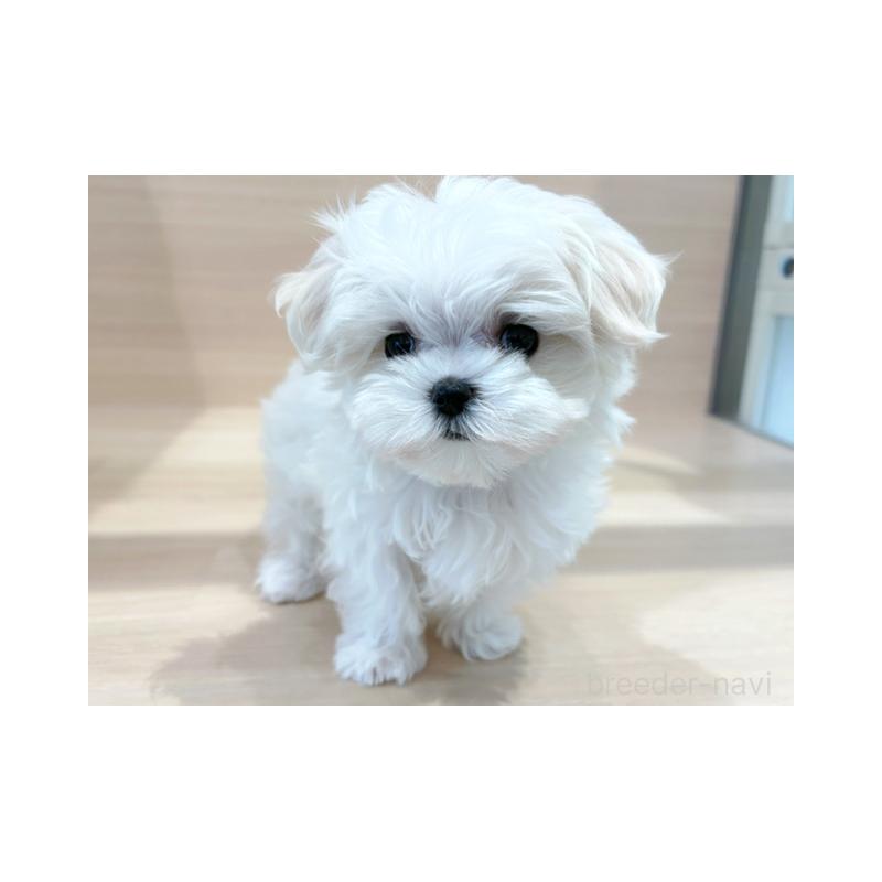 販売中の東京都のマルチーズ-448283の2枚目