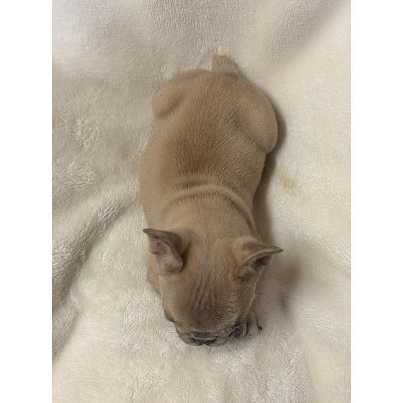 販売中の山口県のフレンチブルドッグ-448282の5枚目