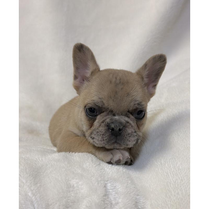 販売中の山口県のフレンチブルドッグ-448282の2枚目