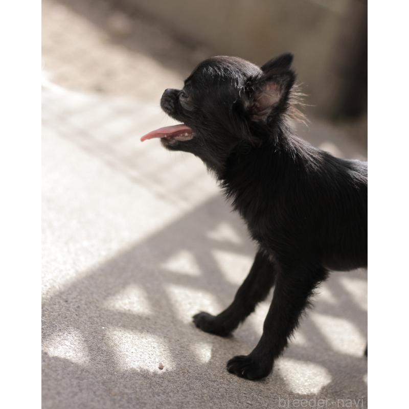 販売中の広島県のチワワ(ロングコート)-448285の3枚目