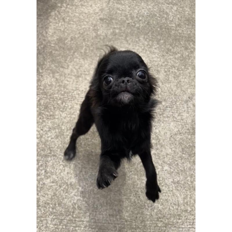 販売中の広島県のチワワ(ロングコート)-448285の2枚目