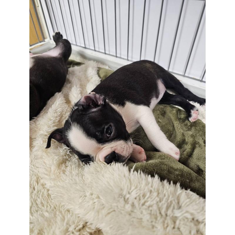 販売中の群馬県のボストンテリア-448286の10枚目