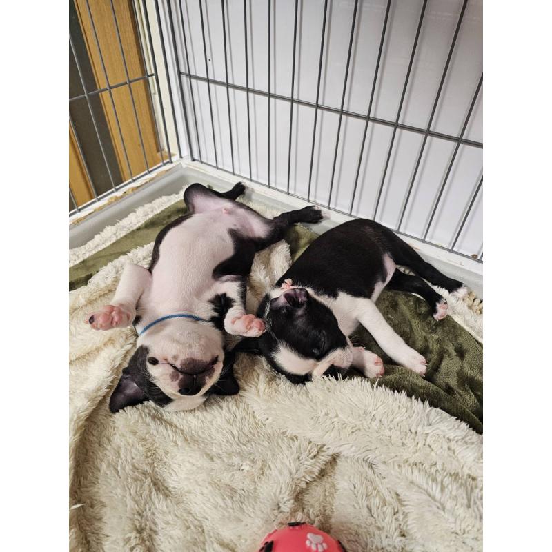 販売中の群馬県のボストンテリア-448286の9枚目