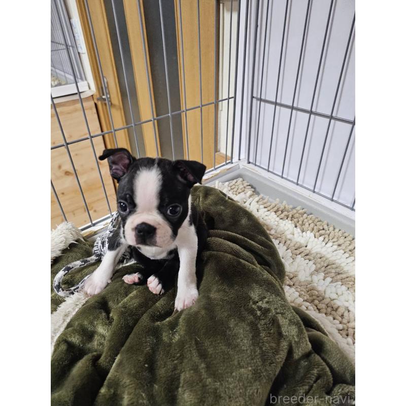 販売中の群馬県のボストンテリア-448286の8枚目