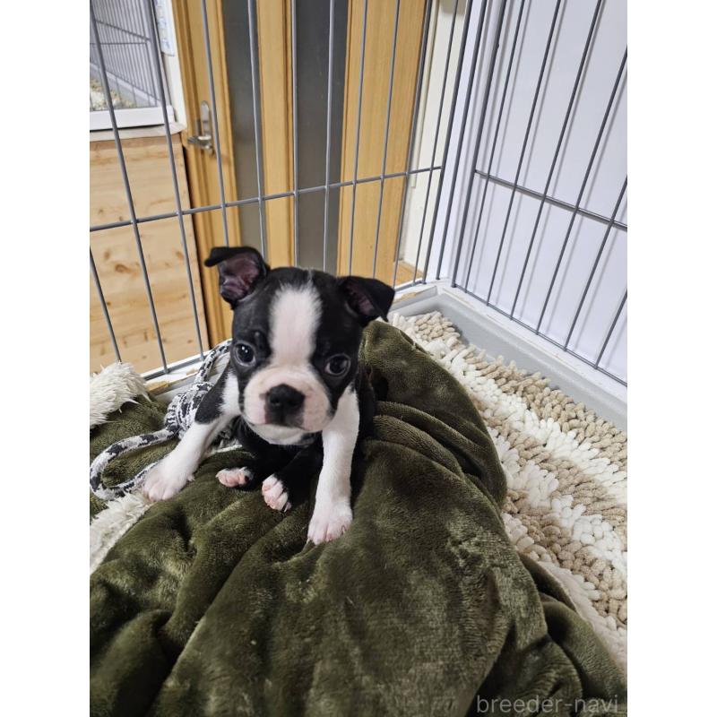 販売中の群馬県のボストンテリア-448286の7枚目