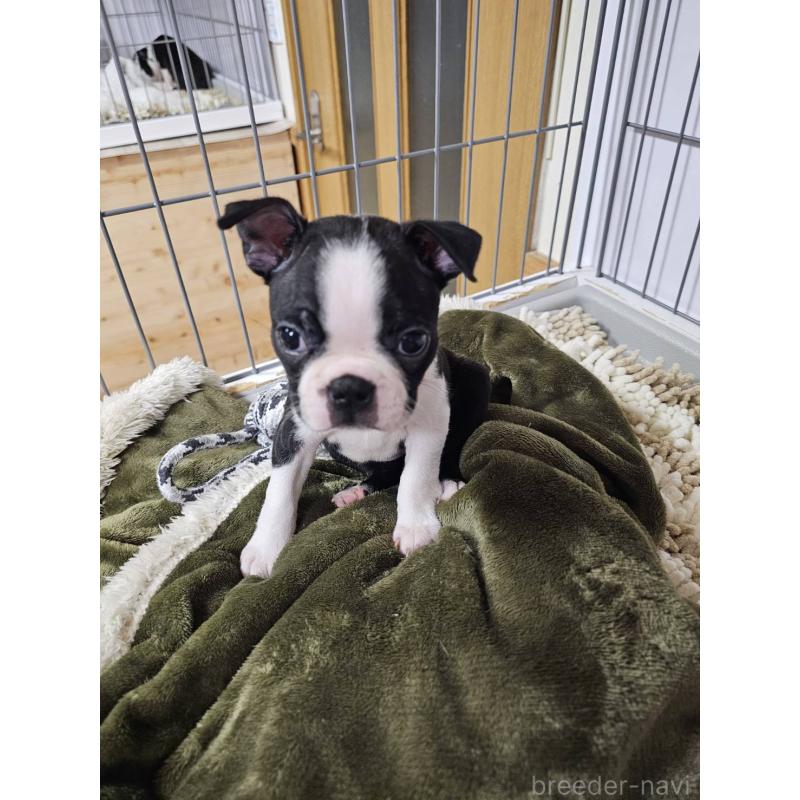 販売中の群馬県のボストンテリア-448286の6枚目