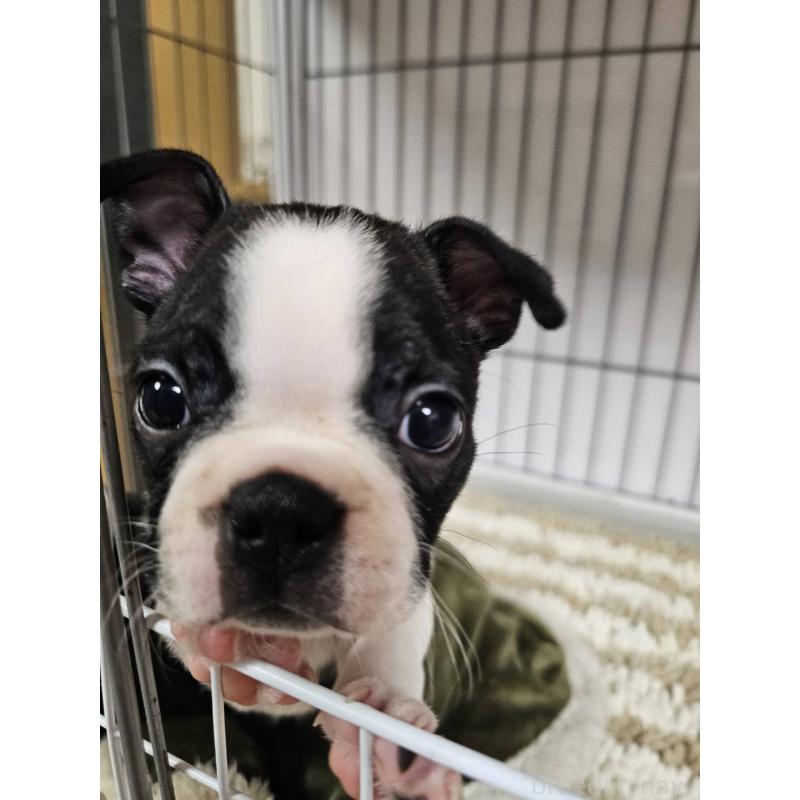 販売中の群馬県のボストンテリア-448286の5枚目