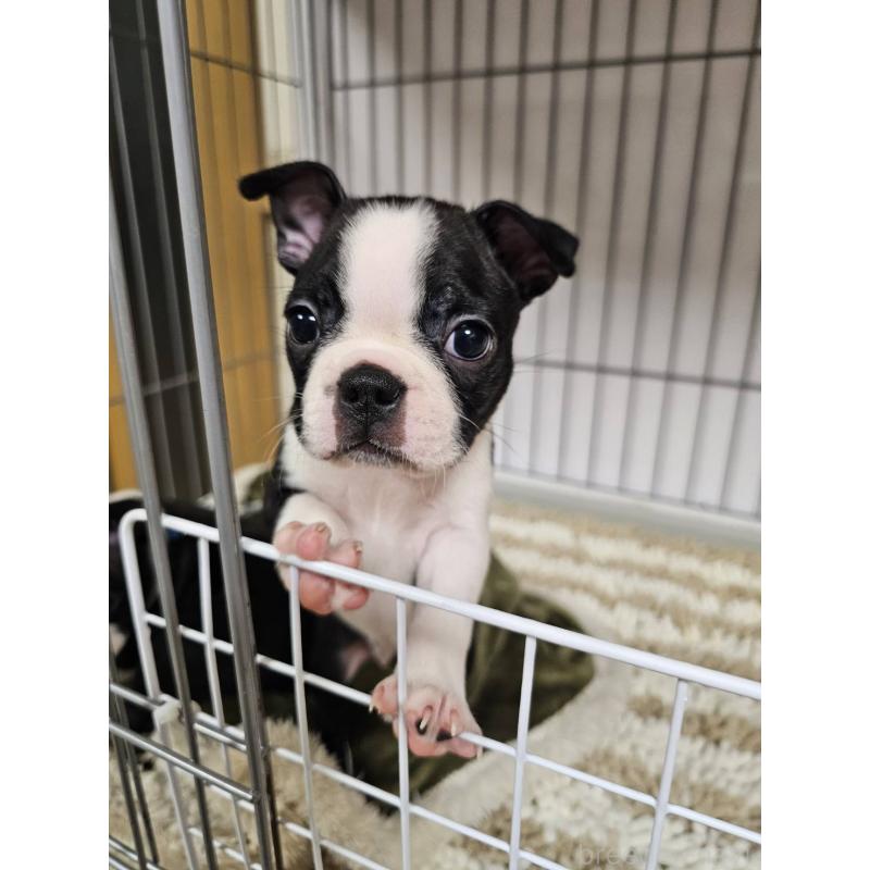 販売中の群馬県のボストンテリア-448286の4枚目