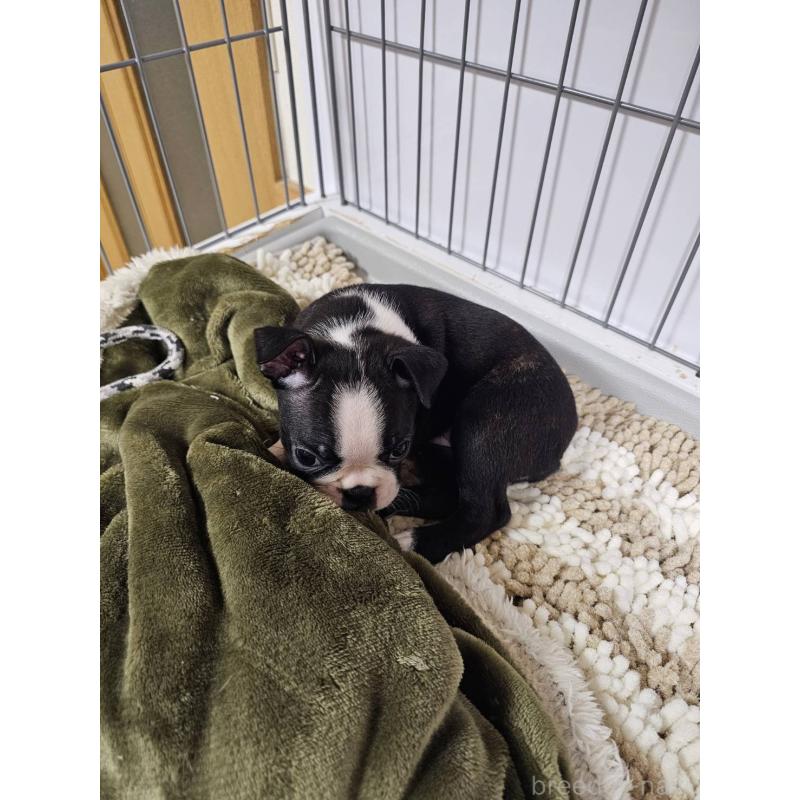 販売中の群馬県のボストンテリア-448286の3枚目