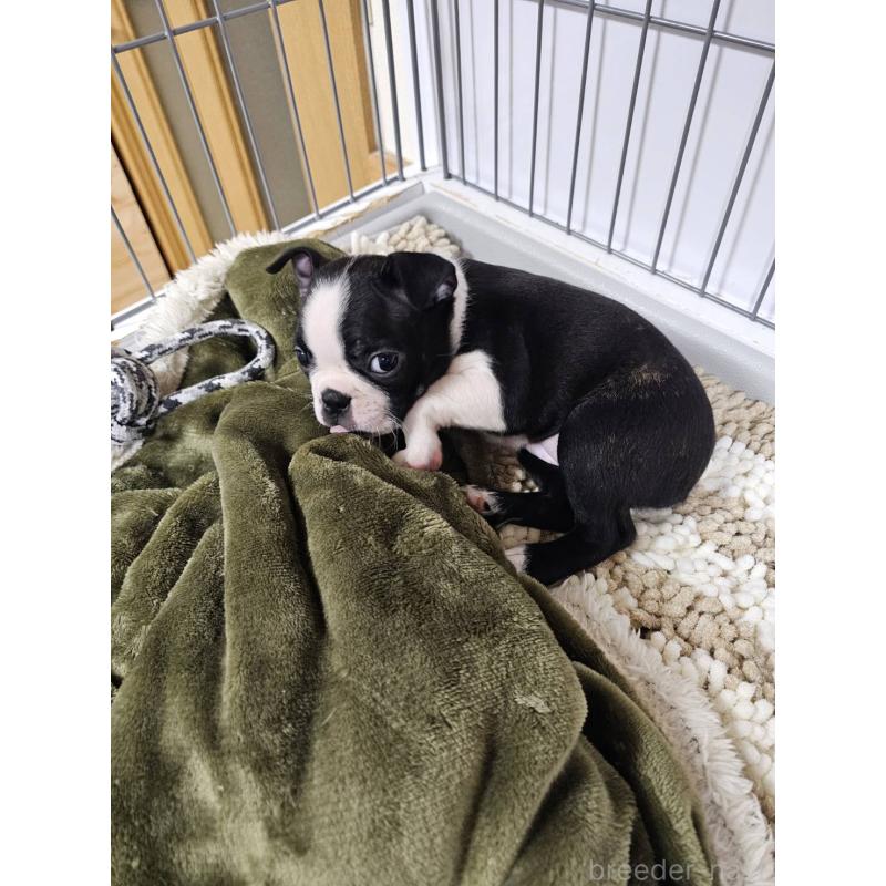 販売中の群馬県のボストンテリア-448286の2枚目